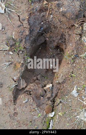 Wapitis, europäischer Elch (Alces alces alces), Fußabdruck im Schlamm, Skandinavien Stockfoto