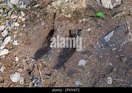 Wapitis, europäischer Elch (Alces alces alces), Fußabdruck im Schlamm, Skandinavien Stockfoto