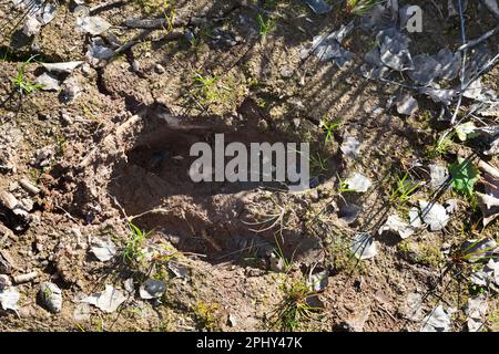 Wapitis, europäischer Elch (Alces alces alces), Fußabdruck im Schlamm, Skandinavien Stockfoto