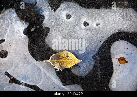 Blatt mit Eiskristallen auf Eis mit Lufteinschlüssen, Deutschland Stockfoto