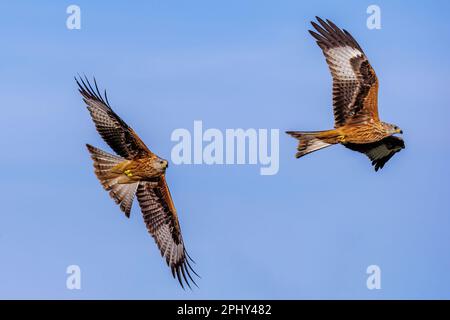 Roter Drachen (Milvus milvus), zwei rote Drachen im Flug, Deutschland, Baden-Württemberg Stockfoto