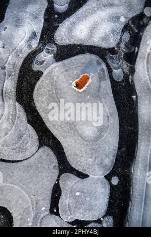 Blatt mit Eiskristallen auf Eis mit Lufteinschlüssen, Deutschland Stockfoto