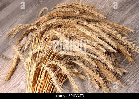 KulturRoggen (Secale cereale), Roggenbündel Stockfoto