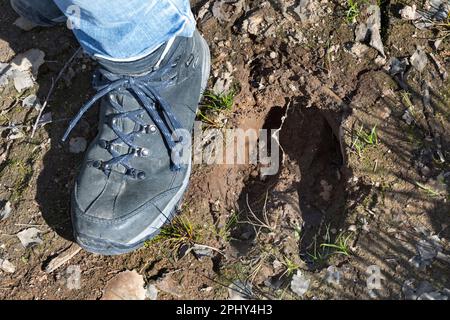 Wapitis, europäischer Elch (Alces alces alces), Fußabdruck im Schlamm, Skandinavien Stockfoto