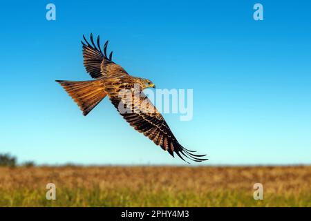 Roter Drachen (Milvus milvus), im Flug über ein Feld, Deutschland, Baden-Württemberg Stockfoto