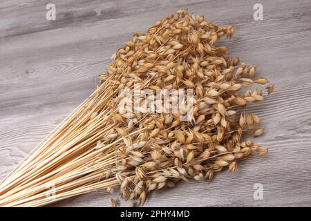 Kulturhafer, gemeiner Hafer (Avena sativa), Haferbündel Stockfoto