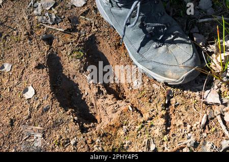 Wapitis, europäischer Elch (Alces alces alces), Fußabdruck im Schlamm, Skandinavien Stockfoto