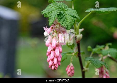 Ribes sanguineum Infloreszenz einer Blutcurrantin in einem Park vor verschwommenem Hintergrund Stockfoto