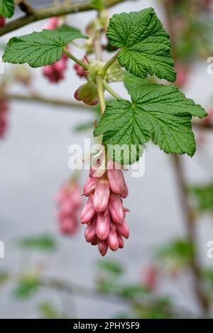 Ribes sanguineum Infloreszenz einer Blutcurrantin in einem Park vor verschwommenem Hintergrund Stockfoto