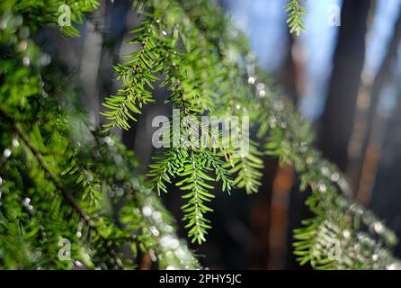 Nahaufnahme von Tannennadeln in Waldlandschaft Stockfoto