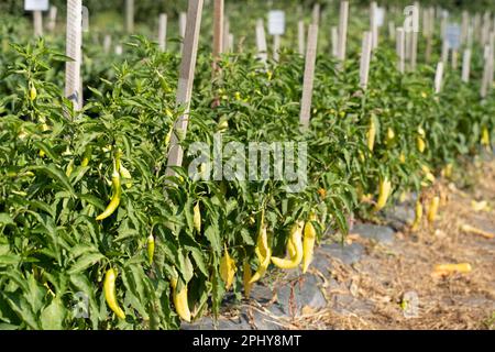 Birght Yellow Banana Pepers wächst im vegetarischen Sommergarten. Stockfoto