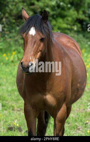 Ein kastanienbraunes Pferd mit schwarzer Mähne und Nase und einem großen weißen Fleck auf der Stirn Stockfoto