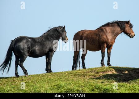 Zwei wilde Ponys, ein schwarzer und ein brauner, auf Framton Marsh, Lincolnshire, England Stockfoto