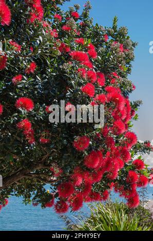 Pohutukawa-Baum (Metrosideros excelsa), auch als neuseeländischer Weihnachtsbaum bezeichnet; mit seinen leuchtend roten Blüten in voller Blüte Stockfoto