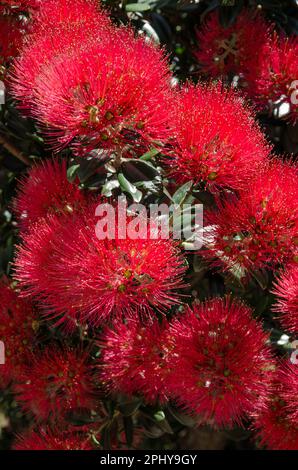 Die wunderschönen roten Blumen des neuseeländischen Pohutukawa-Baumes (Metrosideros excelsa), auch bekannt als neuseeländischer Weihnachtsbaum. Stockfoto