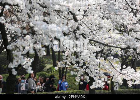 Seoul, Südkorea. 30. März 2023. Touristen sehen Kirschblüten im Seokchon Lake Park in Seoul, Südkorea, 30. März 2023. Kredit: Wang Yiliang/Xinhua/Alamy Live News Stockfoto