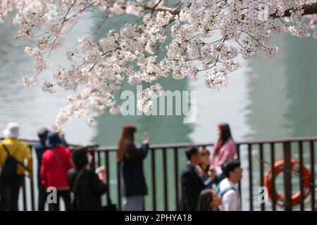 Seoul, Südkorea. 30. März 2023. Touristen sehen Kirschblüten im Seokchon Lake Park in Seoul, Südkorea, 30. März 2023. Kredit: Wang Yiliang/Xinhua/Alamy Live News Stockfoto