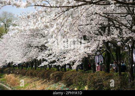 Seoul, Südkorea. 30. März 2023. Touristen sehen Kirschblüten im Seokchon Lake Park in Seoul, Südkorea, 30. März 2023. Kredit: Wang Yiliang/Xinhua/Alamy Live News Stockfoto