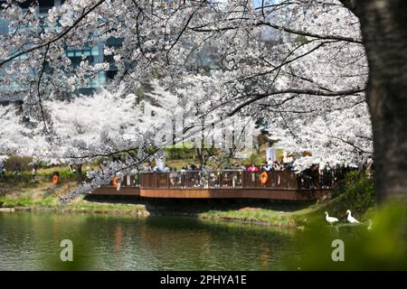 Seoul, Südkorea. 30. März 2023. Touristen sehen Kirschblüten im Seokchon Lake Park in Seoul, Südkorea, 30. März 2023. Kredit: Wang Yiliang/Xinhua/Alamy Live News Stockfoto