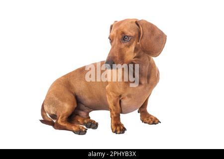 Dackelhund Golden In Farbe Isoliert Über Weißem Hintergrund. Stockfoto