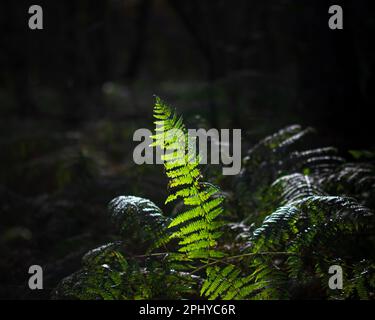 Eine wunderschöne Darstellung der Natur mit einem üppigen grünen Farn auf einem Bett aus moosem Waldboden, beleuchtet durch einen Sonnenstrahl Stockfoto