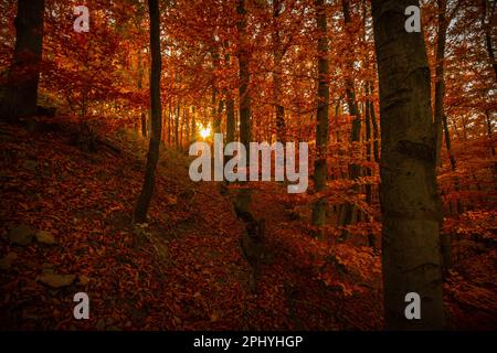 Ein atemberaubendes, ruhiges Waldland, wenn die Sonne untergeht und einen lebendigen roten Farbton über dem Herbstlaub wirft Stockfoto