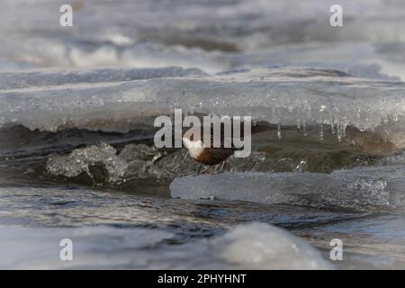 Im Wasser steht ein eurasischer Dipper (Cinclus Cinclus), umgeben von Felsen und Eisstücken Stockfoto