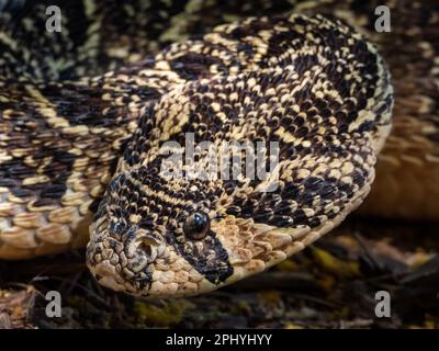 Dieses Stockfoto zeigt eine Nahaufnahme einer einschüchternden Puff-Adder-Schlange Stockfoto