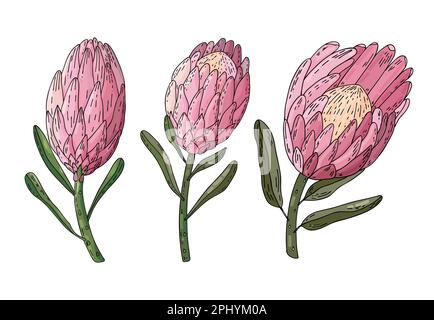 Handgezeichneter Vektorsatz von König protea, isoliert auf weißem Hintergrund. Sammlung exotischer tropischer handgezogener Blüten. Stock Vektor