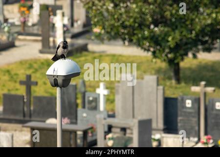 Die Kapuzenkrähe (Corvus cornix), auch als Brandkrähe oder Kapuzenpullover bezeichnet, ist eine eurasische Vogelart der Gattung Corvus. Stockfoto