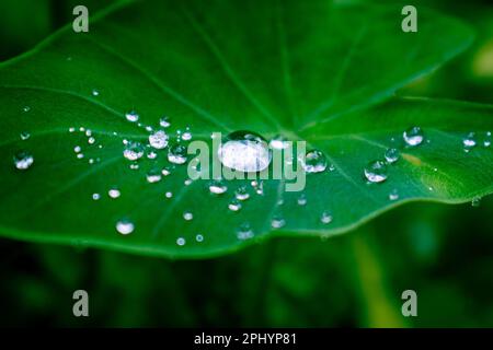 Wassertropfen auf einem Blatt Stockfoto