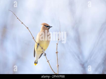 Ein einsamer Cedar Waxwing hockte in einem kanadischen Winter auf einem Ast Stockfoto