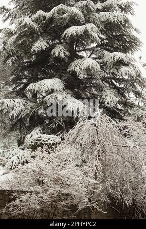 Wunderschöner Winter mit Bäumen im Stadtpark, schneebedeckten Baumzweigen in einem Bogen, Vordergrund, Winter, bewölkt, Nebel Stockfoto