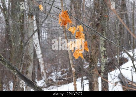 Eine ruhige Winterszene mit einem schneebedeckten Wald mit heruntergefallenen Blättern auf den Zweigen Stockfoto