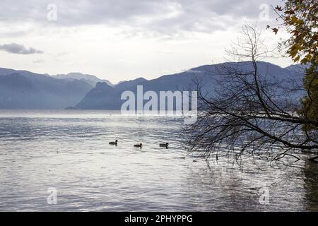 Traunsee und Alpen vom Toscana-Park in Gmunden, Oberösterreich, Österreich Stockfoto