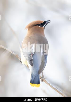 Ein einsamer Cedar Waxwing hockte in einem kanadischen Winter auf einem Ast Stockfoto