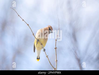 Ein einsamer Cedar Waxwing hockte in einem kanadischen Winter auf einem Ast Stockfoto