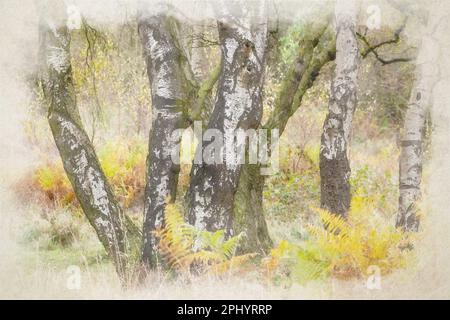 Ein digitales Aquarellgemälde mit goldenen Herbstbäumen und Blattfarben im Birches Valley, Cannock Chase, Staffordshire, Großbritannien. Stockfoto