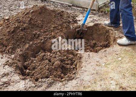 Ein Mann gräbt ein Loch, weil er einen Obstbaum im Garten pflanzt. Stockfoto