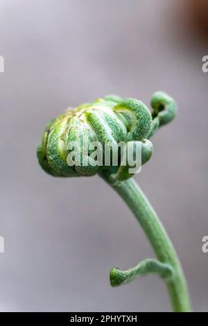 Makroansicht des Chrysanthemen-Knospen-Hintergrunds im Grossformat. Wunderschöne weiße Chrysanthemmenblütenknospe, isoliert auf verschwommenem Hintergrund. Stockfoto