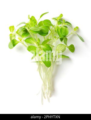 Ein Haufen Sesam-Mikrogreens von oben. Verzehrfertige, frische, grüne, junge Sesampflanzen, auch bekannt als Bene. Setzlinge und Kohlköpfe. Stockfoto