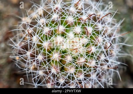 Makroansicht der auf verschwommenem Hintergrund isolierten Kaktuspflanze. Stockfoto