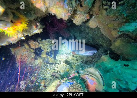 Nahaufnahme eines Weißspitzen-Hais in einer Höhle, umgeben von bunten Korallen auf der Insel Malapascua auf den Philippinen. Stockfoto