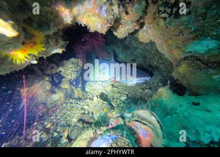 Nahaufnahme eines Weißspitzen-Hais in einer Höhle, umgeben von bunten Korallen auf der Insel Malapascua auf den Philippinen. Stockfoto