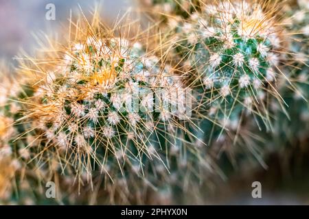 Nahaufnahme der Kaktuspflanze im Hausgarten. Es ist der Genusname Cactus und der Speziesname Ferocactus pilosus Stockfoto