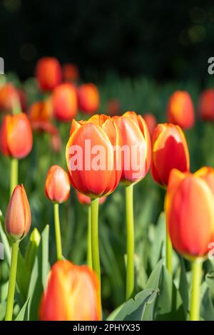 Tulipa kaufmanniana Tulpen, die in einem üppigen Garten wachsen und von warmem Sonnenlicht beleuchtet werden Stockfoto
