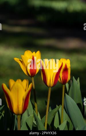Tulipa kaufmanniana Tulpen, die in einem üppigen Garten wachsen und von warmem Sonnenlicht beleuchtet werden Stockfoto