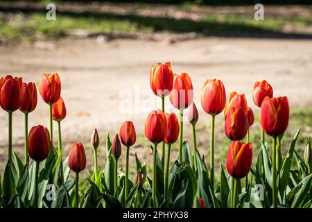 Tulipa kaufmanniana Tulpen, die in einem üppigen Garten wachsen und von warmem Sonnenlicht beleuchtet werden Stockfoto