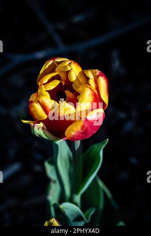 Tulipa kaufmanniana Tulpen, die in einem üppigen Garten wachsen und von warmem Sonnenlicht beleuchtet werden Stockfoto