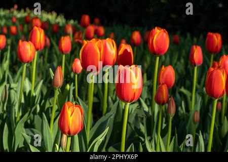Tulipa kaufmanniana Tulpen, die in einem üppigen Garten wachsen und von warmem Sonnenlicht beleuchtet werden Stockfoto